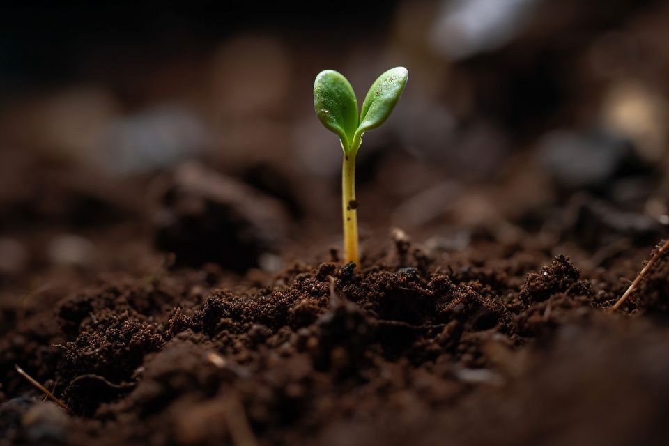 How to Test and Improve Your Garden Soil